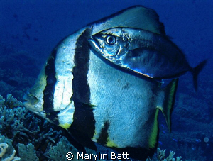 Bat fish with it's friendly Bar Jack. by Marylin Batt 